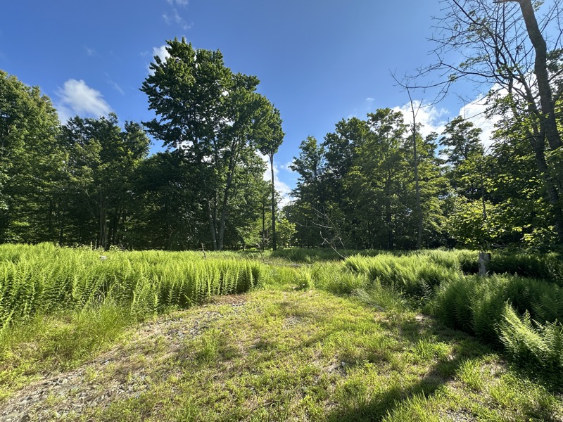 June 2024 - Site before construction