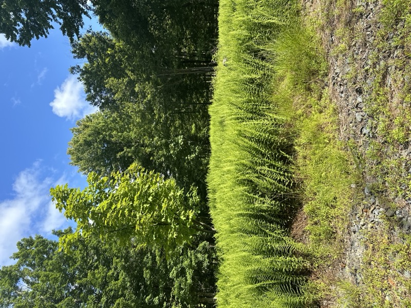 June 2024 - Land of ferns